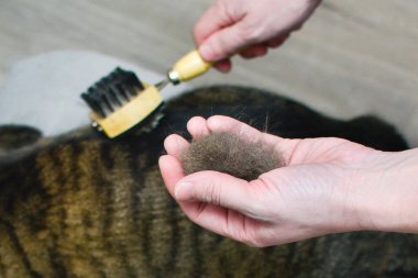 Cat after scratching. The result of scratching a pet. piece of fur.