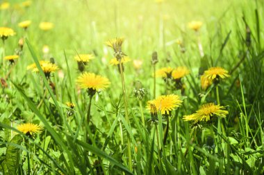 Çiçek açan karahindiba çiçekleri. Alan sancağı