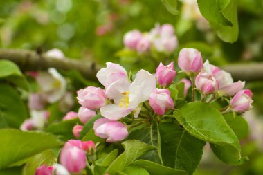 elma çiçekleri yakın çekim