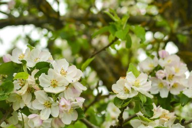 Elma çiçekleri kapanıyor. Elma ağacı dalında pembe taç yapraklarıyla çiçek açar.