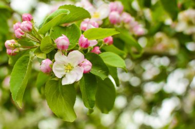 Elma çiçekleri kapanıyor. Elma ağacı dalında pembe taç yapraklarıyla çiçek açar.