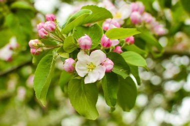 Elma çiçekleri kapanıyor. Elma ağacı dalında pembe taç yapraklarıyla çiçek açar.