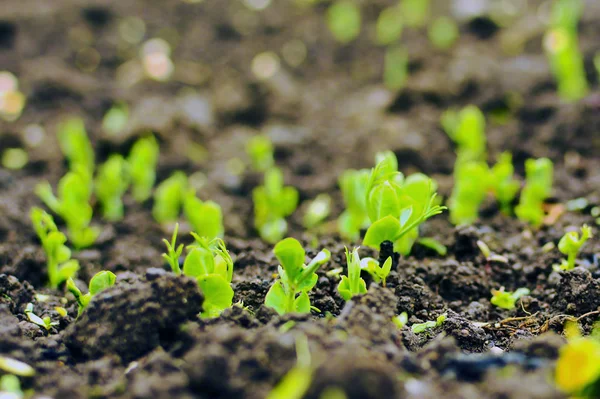 Jovens plantas de ervilhas verdes — Fotografia de Stock