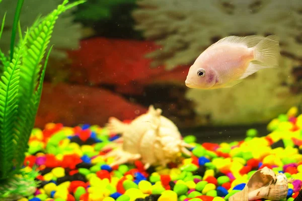 Жовта риба в акваріумі. м'який фокус — стокове фото