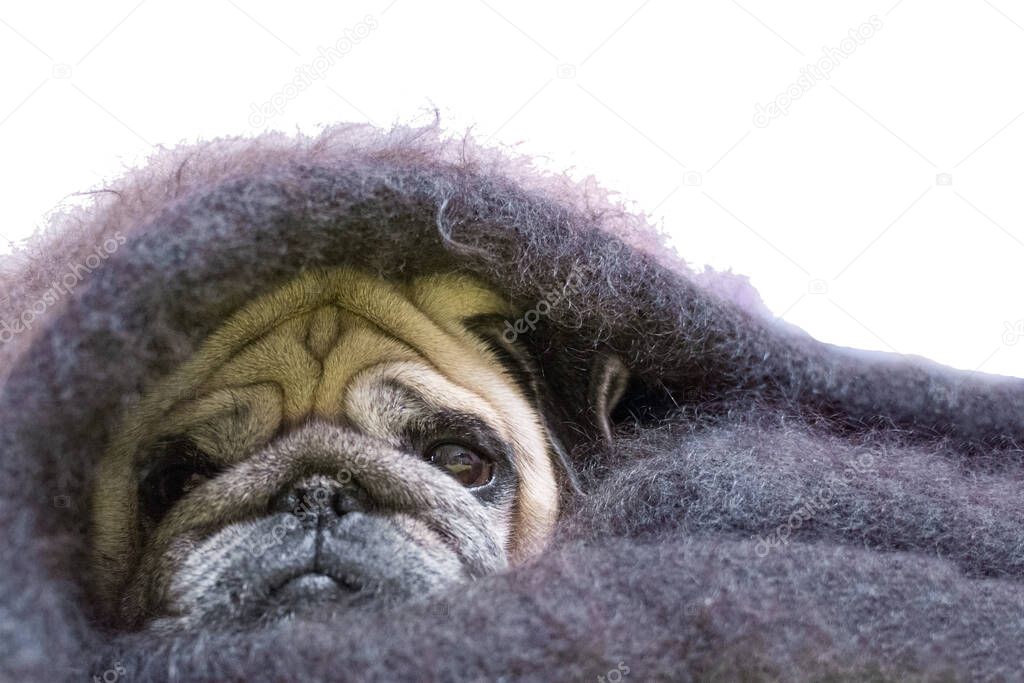 pug with a sad look, wrapped in a shawl. Isolated on white backg