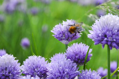 Arılar Allium sphaerocephalon üzerinde. Allium baget, olarak da bilinen sphaerocephalon, two-toned, Bordo-yeşil çiçek başları üretir. Çiçekler açık yeşil, o zaman mor açmak Başlat.
