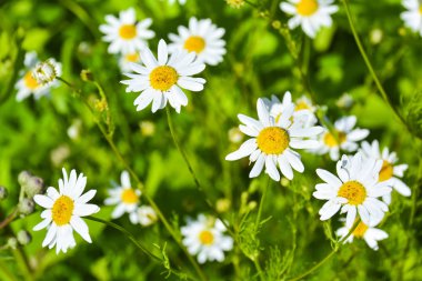 Yeşil arka planı olan papatya çiçeği. Macro bahçede yeşil arka planı olan beyaz bir papatya çiçeği hakkında çekim yaptı.