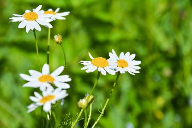 Yeşil arka planı olan papatya çiçeği. Macro bahçede yeşil arka planı olan beyaz bir papatya çiçeği hakkında çekim yaptı.