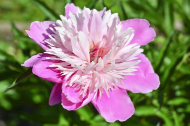 Bahçede pembe şakayık. Bahçede yeşil bulanık arka planı olan Bokeh Pembe Şakayığı. Açık doğa arka planında büyük pembe bir şakayık çiçeği, bulanık.