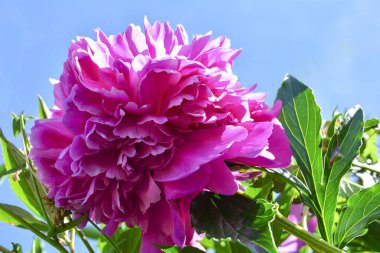 Bahçede pembe şakayık. Bahçede yeşil bulanık arka planı olan Bokeh Pembe Şakayığı. Açık doğa arka planında büyük pembe bir şakayık çiçeği, bulanık.