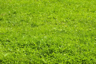 Yeşil çimen arka planı. Çiçekli doku