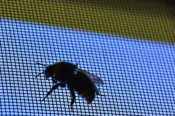 Bumblebee na silhueta de rede de tela — Fotografia de Stock