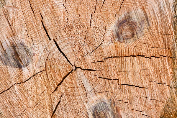 木纹背景图.切割木质部背景。横截面. — 图库照片
