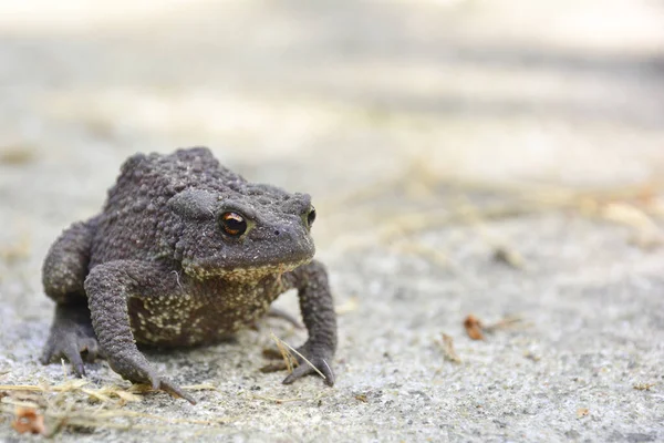 Common toad or European toad (Bufo bufo) in nature. Close-up view, selective focus, blurred background. — 스톡 사진