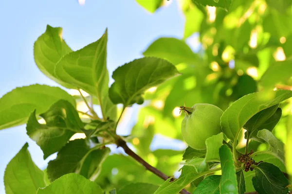 Pas de pommes vertes mûres sur l'arbre. Branche de pommier aux fruits. Les nouveaux fruits ne sont pas mûrs sur un gros plan de branche sur le fond du jardin. Agriculture, bio, jardin . — Photo