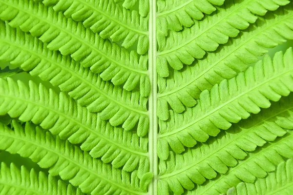 Fern leaf close-up background. Natural background. Detail of a fern leaf in close up. Detail of a single fern leaf in close up.