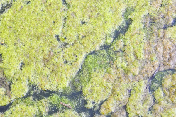 The surface of the reservoir is covered with green duckweed. Natural green abstract background.