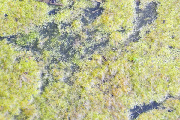 A superfície do reservatório é coberta com ervas daninhas verdes. Fundo abstrato verde natural . — Fotografia de Stock