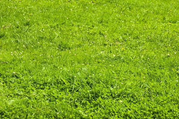 緑の草の背景。花の質感 — ストック写真