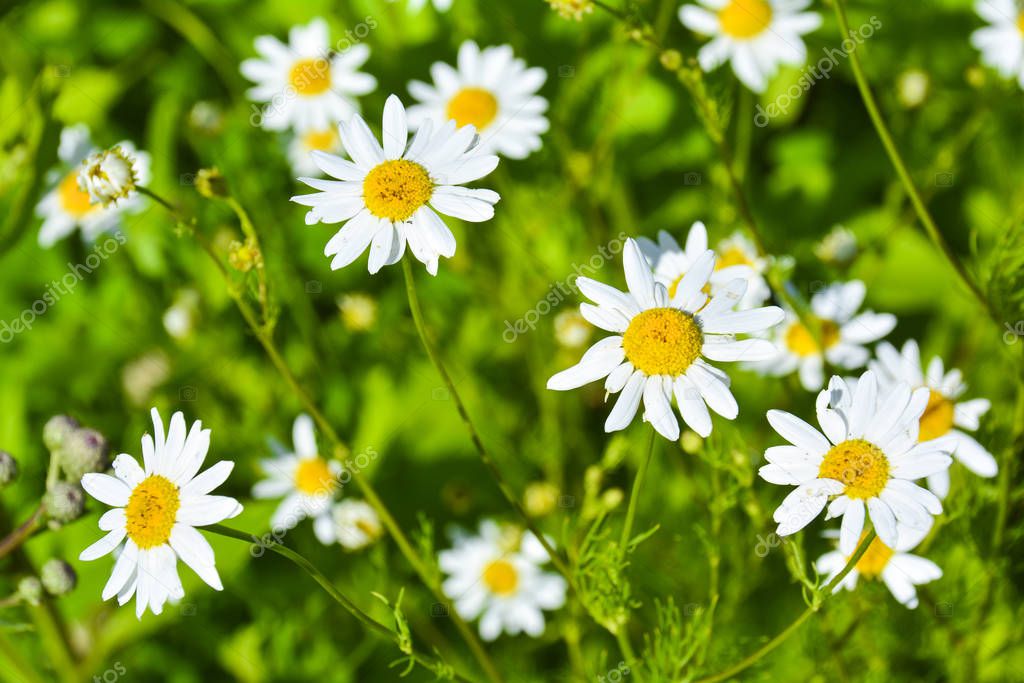 Chamomile flower with green background. Macro shot about a white chamomile flower with green background in the garden