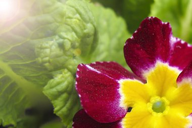 Yumuşak odaklanma. Kırmızı ve sarı menekşe çiçekleri yakın..