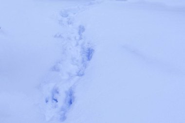 Derin karda insan izleri. Kar temizleme konsepti, off-road, çok kar, kar yağışı.