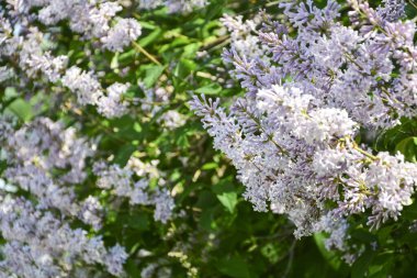 Çiçek açan leylağın bahar dalları