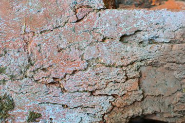 Kırmızı tuğlalı arka plan. Arkaplan, tasarım ve proje için kırmızı tuğla dokusu.