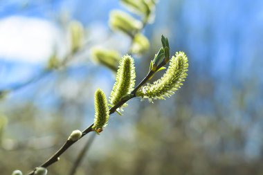 Yumuşak odaklanma. Çiçek açan söğüt ağacı kapanıyor. Arkaplan, tebrik kartı, selamlama ve proje veya tasarım için resim.