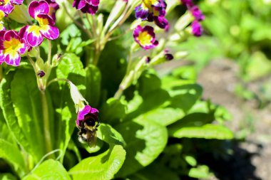 Çiçekler ve yeşil yapraklar arasında kırmızı bir çiçekte yaban arısı. Flo