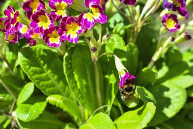 Çiçekler ve yeşil yapraklar arasında kırmızı bir çiçekte yaban arısı. Flo