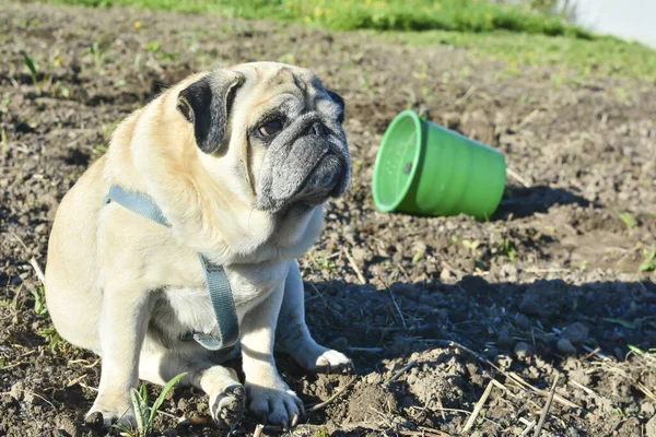 Pug dog sitting on the dug up ground. Green bucket lies on its side. The concept of health problems in dogs, fatigue, difficulties in the garden.