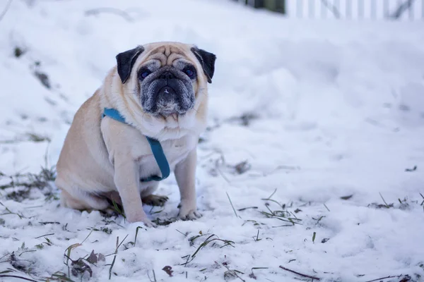 sad pug dog sitting alone in the snow. concept of abandoned, lost dogs.