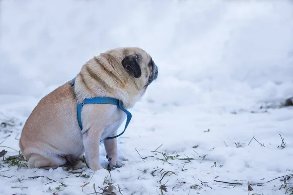 Triste perrito sentado solo en la nieve. concepto de perros abandonados y perdidos . — Foto de Stock