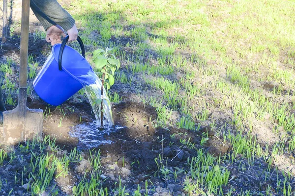 手拿着蓝色的水桶浇灌着苹果树。给苹果树浇水的女人用蓝色的桶. — 图库照片