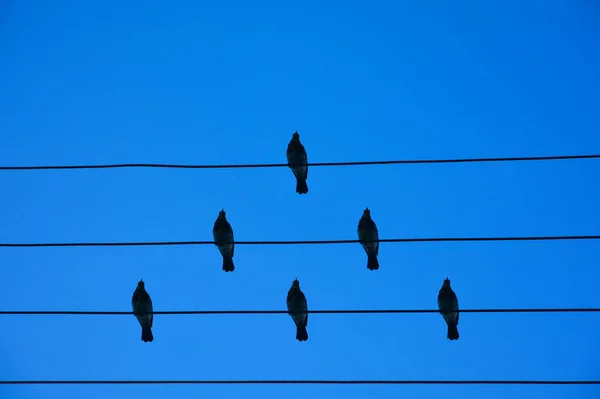 Pájaros en el cable. Los pájaros sobre el alambre sobre el fondo del cielo azul. El concepto de equipos y trabajo en equipo, no como todos los demás, y una jerarquía diferente de los demás . — Foto de Stock