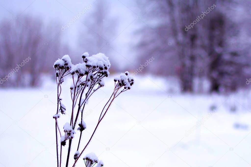 dry plant close-up in the snow with a winter landscape in the background. background for design.