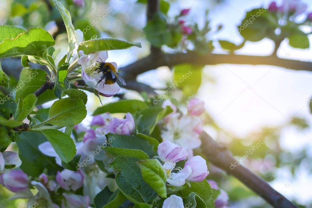 Flowering apple tree with a flying bumblebee. Close up of a flowering apple tree with a flying bumblebee