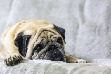 Pug. Grusnaya köpeği kanepede yatıyor..