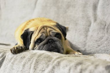 Pug. Grusnaya köpeği kanepede yatıyor..