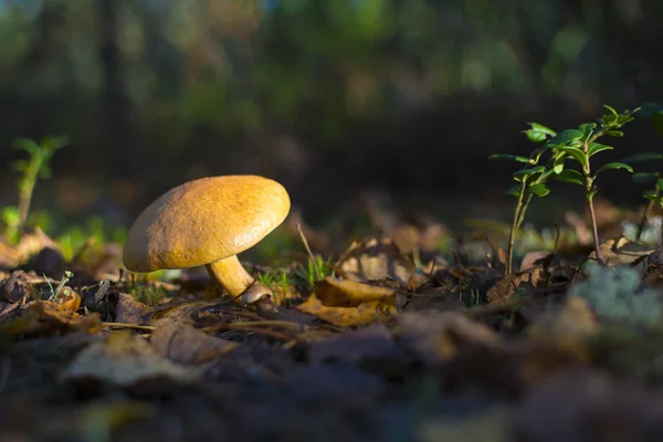 Гриб в лесу. Концепция: открытый отдых во время сбора грибов в лесу. здоровый, активный образ жизни — стоковое фото