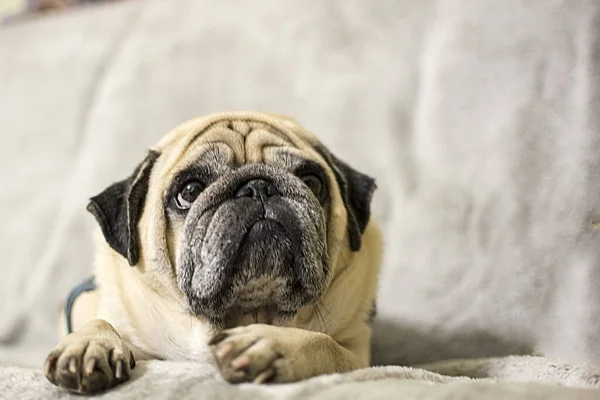 Pug. Grusnaya köpeği kanepede yatıyor..