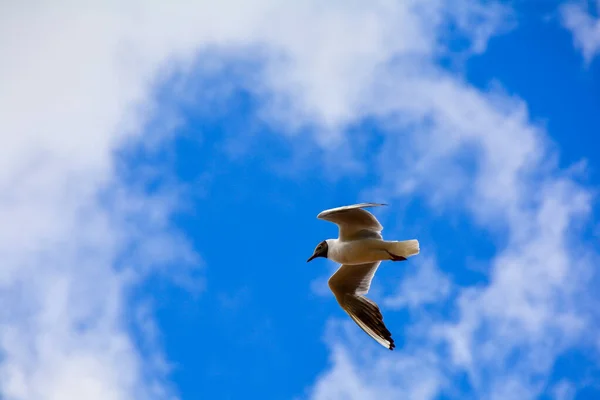 Seagull in the blue sky and clouds. Copy space. Natural background. — Stock Photo, Image