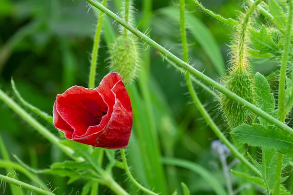 Une fleur de pavot rouge sur fond de verdure. Espace de copie . — Photo