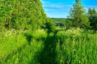 Yeşil çim tarlasından geçen otlaklı off-road yolu. Ağaçlar ve çalılar fazla büyümüş bir yol boyunca.
