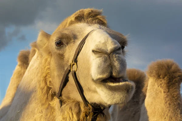 낙타의 초상화. 낙타는 카메라를 보고 씹습니다.. — 스톡 사진