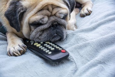 Köpek pug televizyon kumandalı bir kanepede yatıyor. Bir köpeğe yakın çekim. Bir pug portresi. Pasif dinlenme televizyon izleme konsepti.