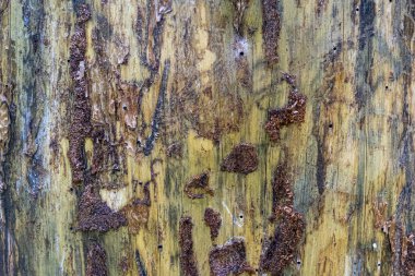 Açık kahverengi arkaplan, kabuksuz çam dokusu.