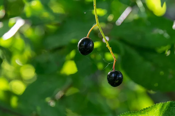 Berries Bird Cherry Branch Two Berries Berries Pecking Berries — Stock Photo, Image