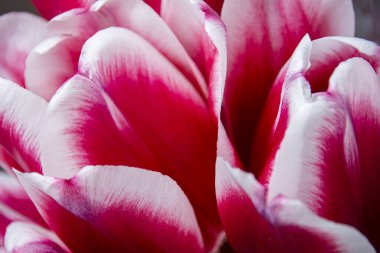 Bir sürü lale çiçeğinin yakın çekimi. Kırmızı-beyaz taç yapraklı laleler. Soyut doğal arkaplan.